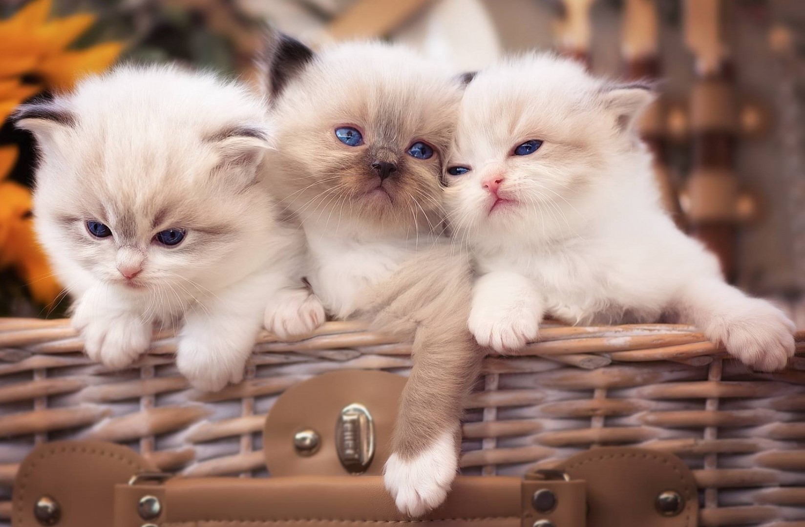 Случайная кошка