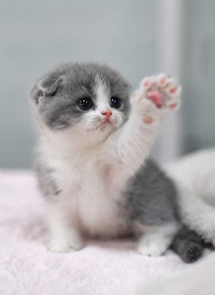 Случайная кошка