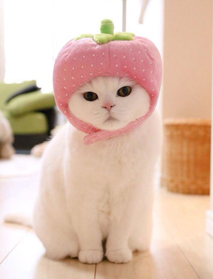 Случайная кошка